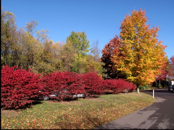 fall01